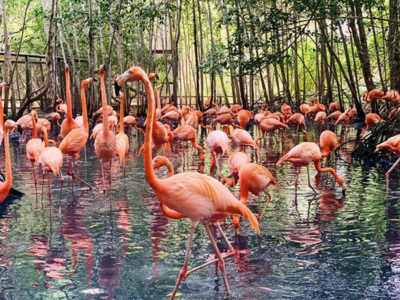Cartagena Aviary